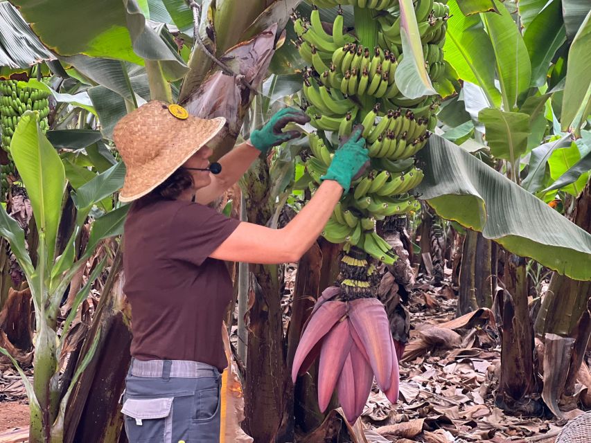 Authentic Experience of Finca Las Margaritas Banana Plantation